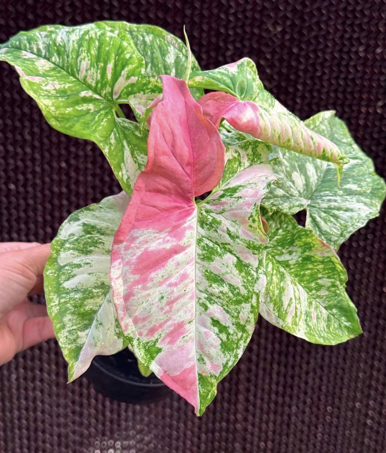 Syngonium strawberries princess variegated