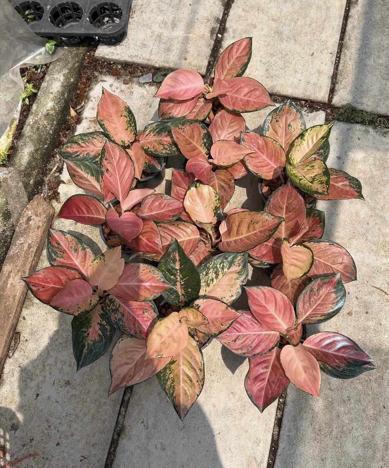 Aglaonema