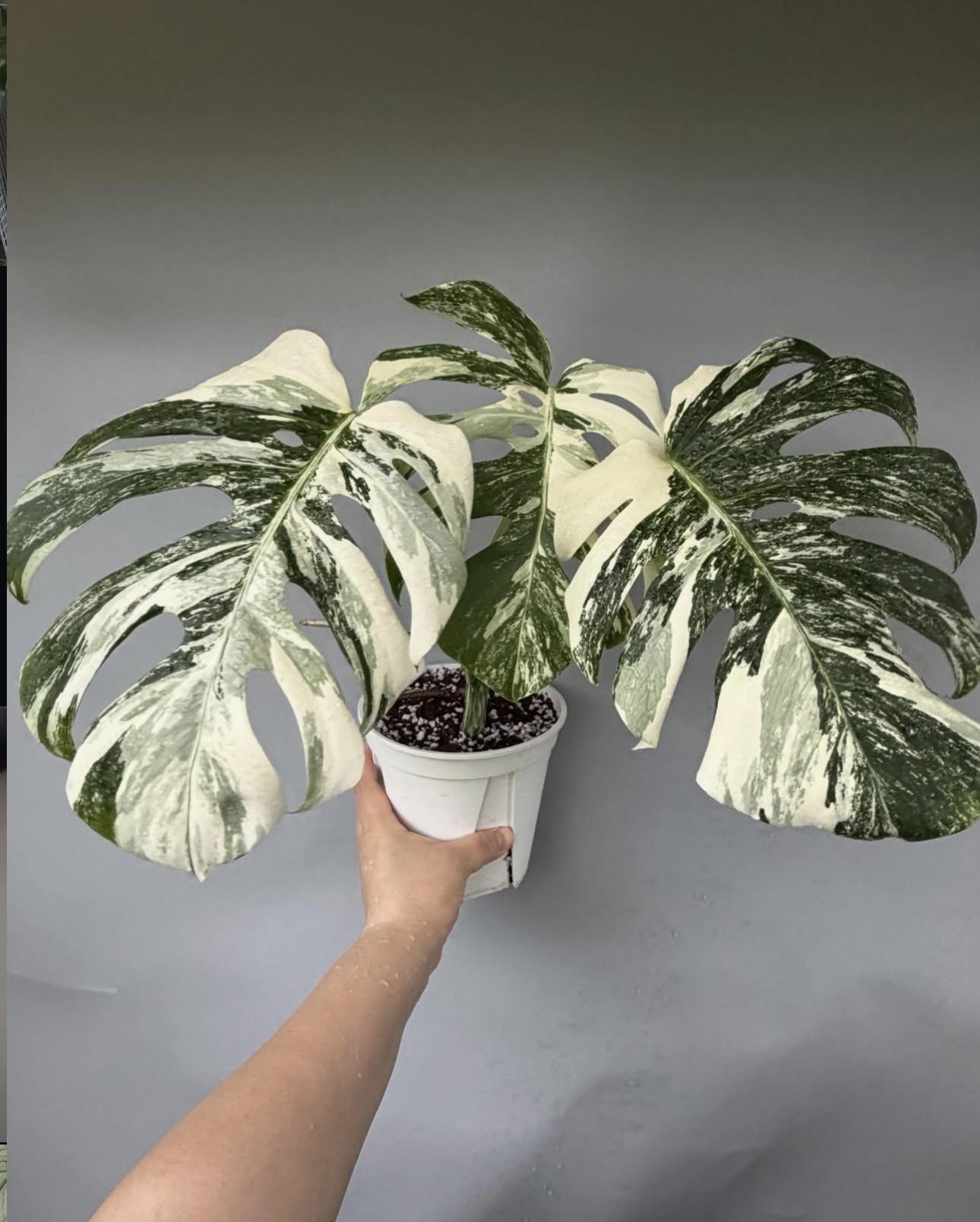 Variegated monstera 