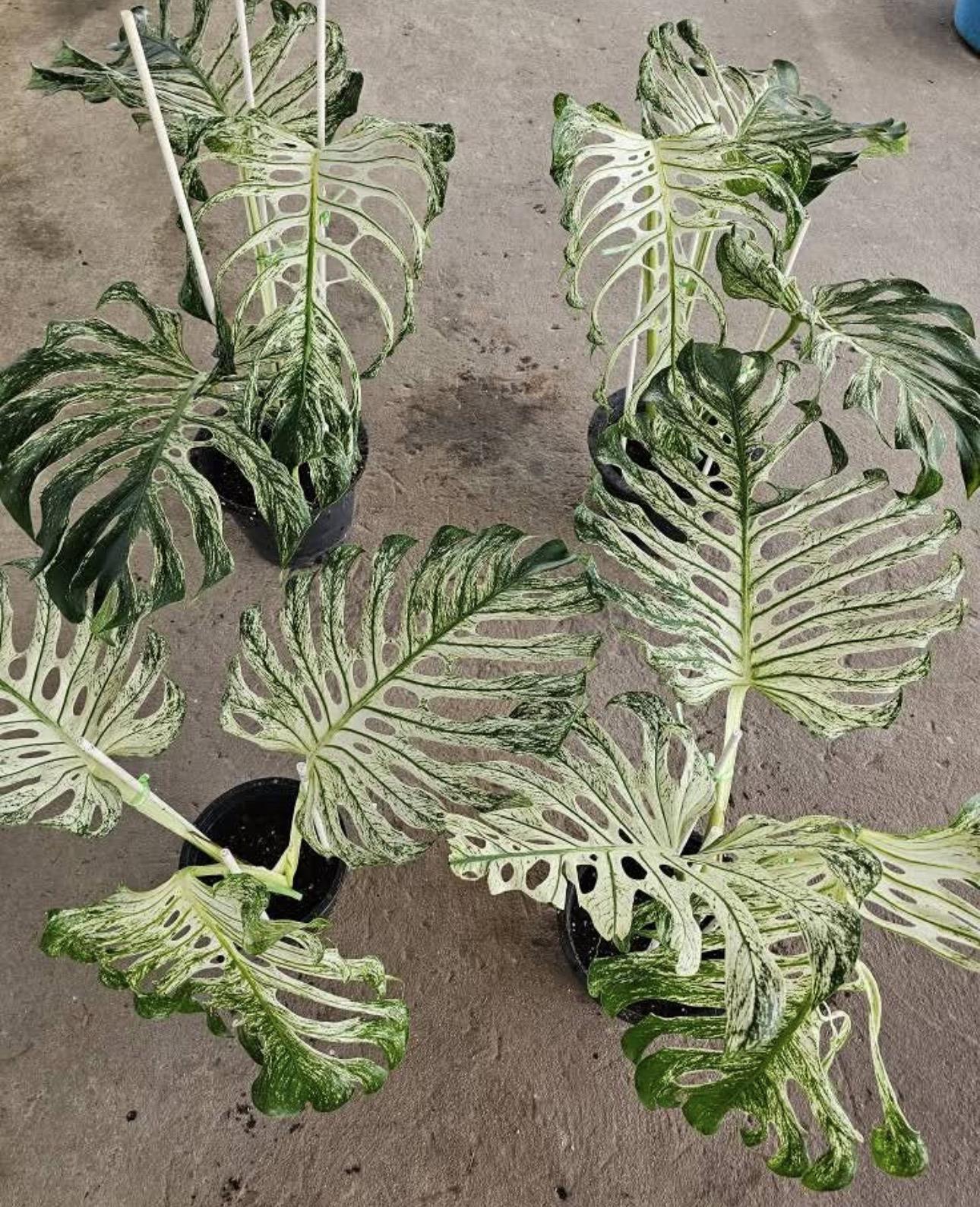 Monstera devil