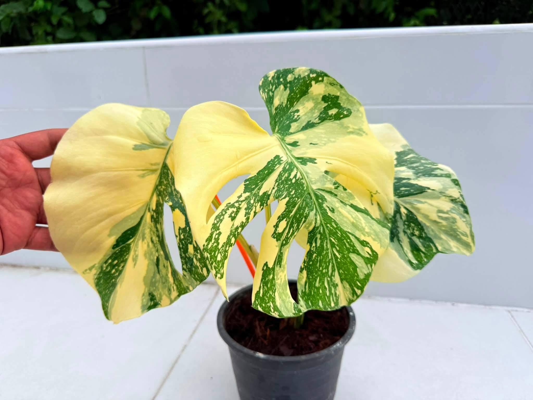 monstera cream brulee🌱