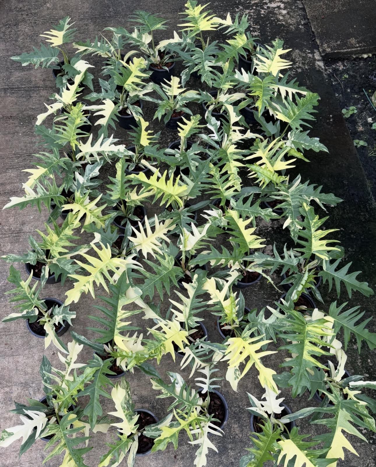 Philodendron fire flame 