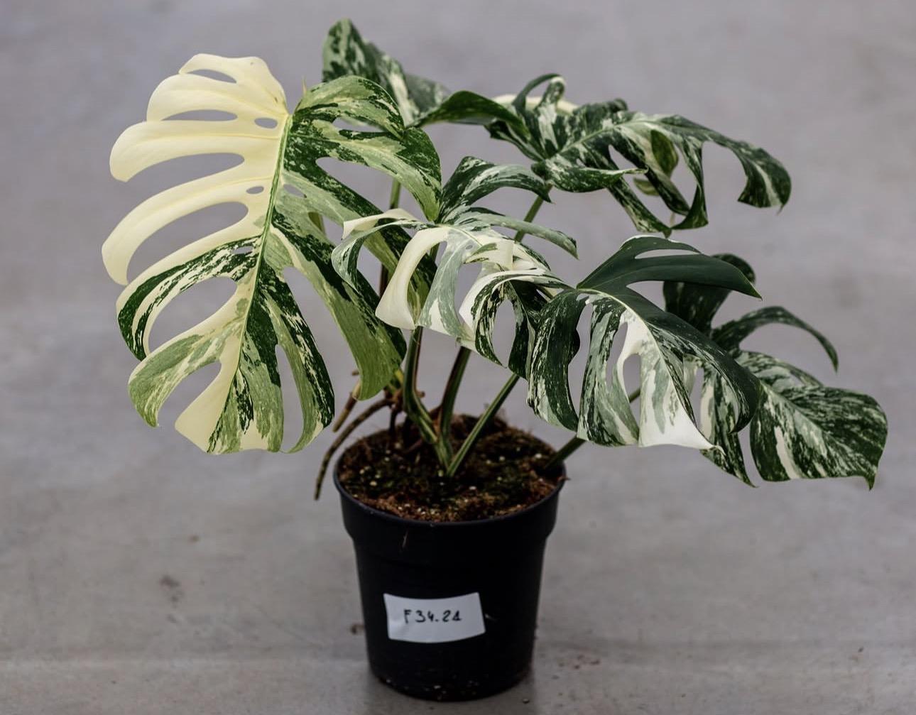 Variegated monstera 