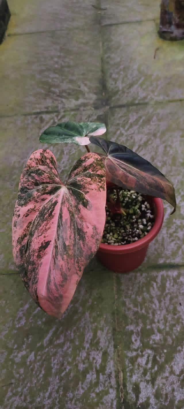 Anthurium Bonfire X Fortsherman Variegated