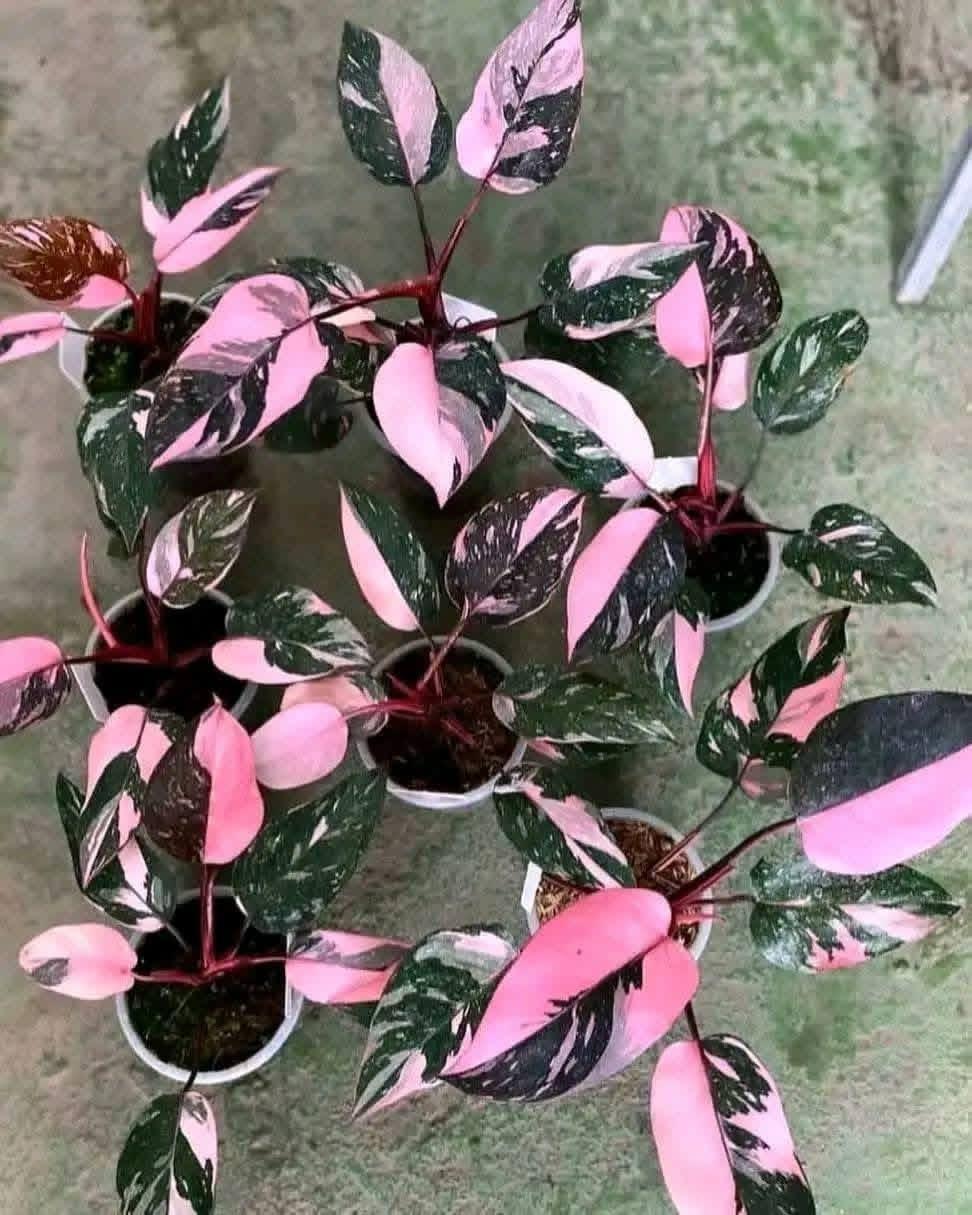 Pink princess philodendron 