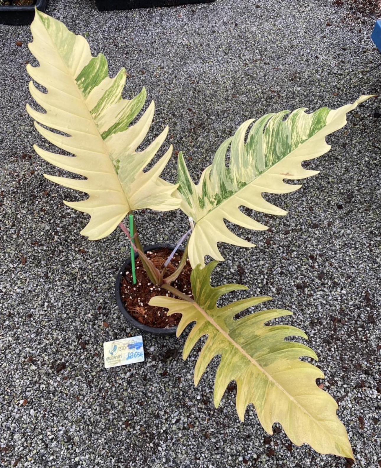 Philodendron caramel marble 