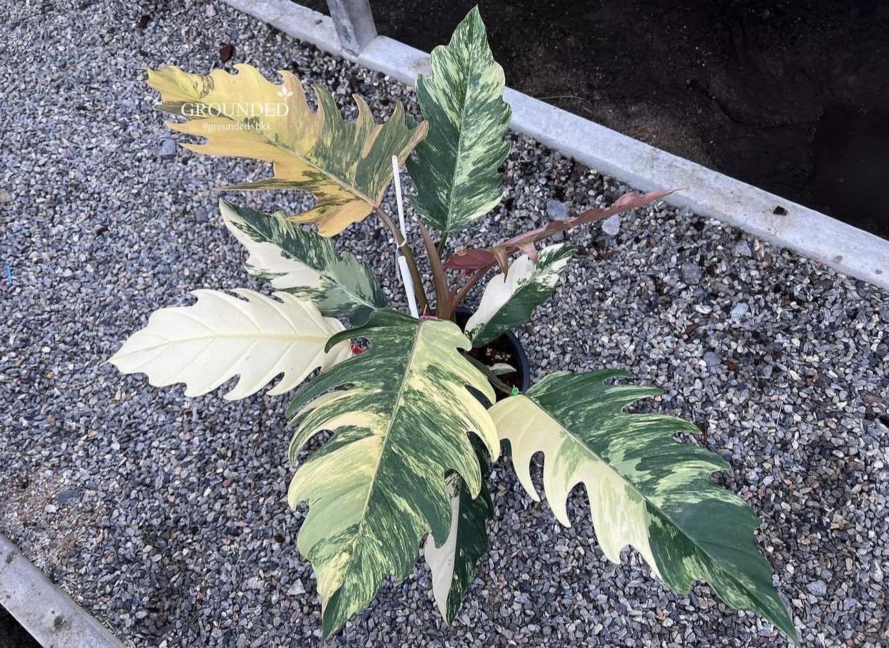 Philodendron caramel marble