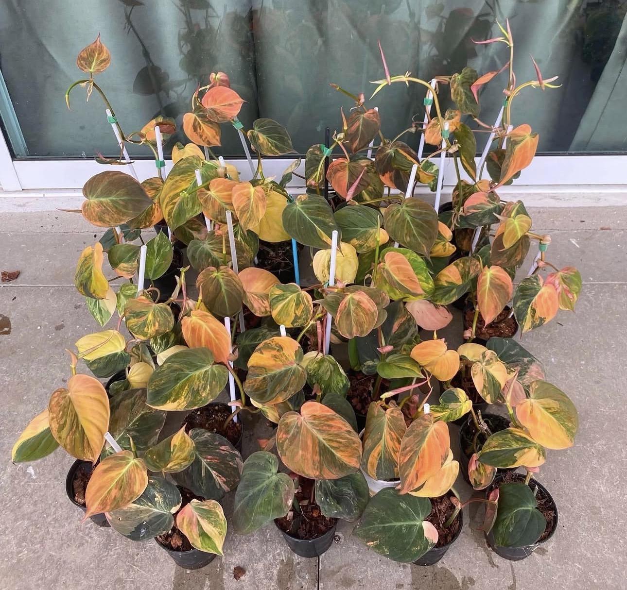 Philodendron micans variegated