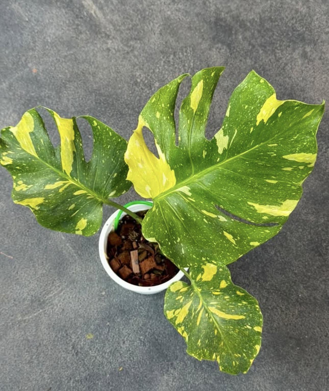 Monstera electrolyte