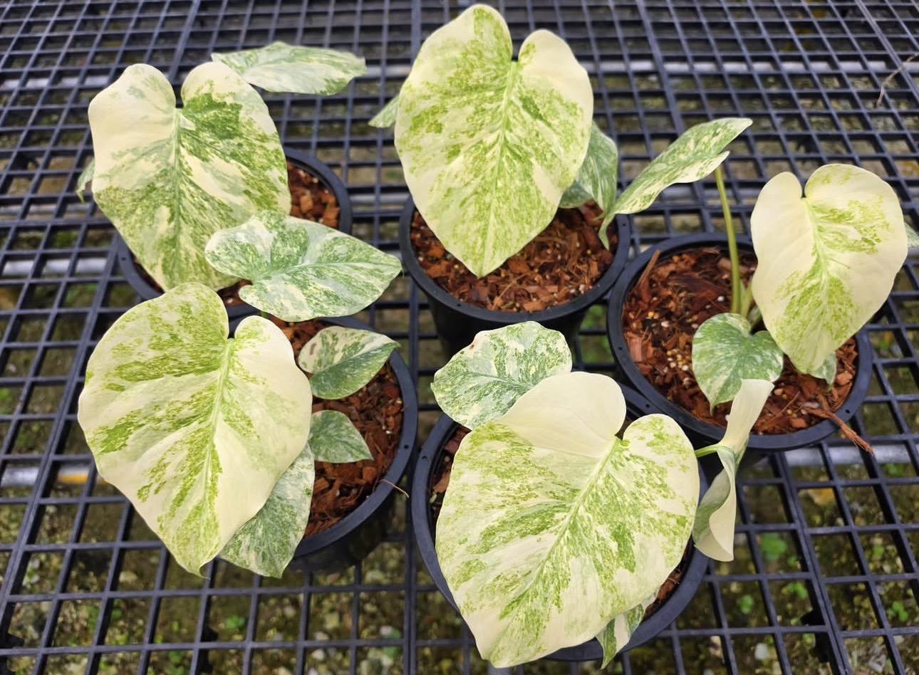 Monstera Mecan 