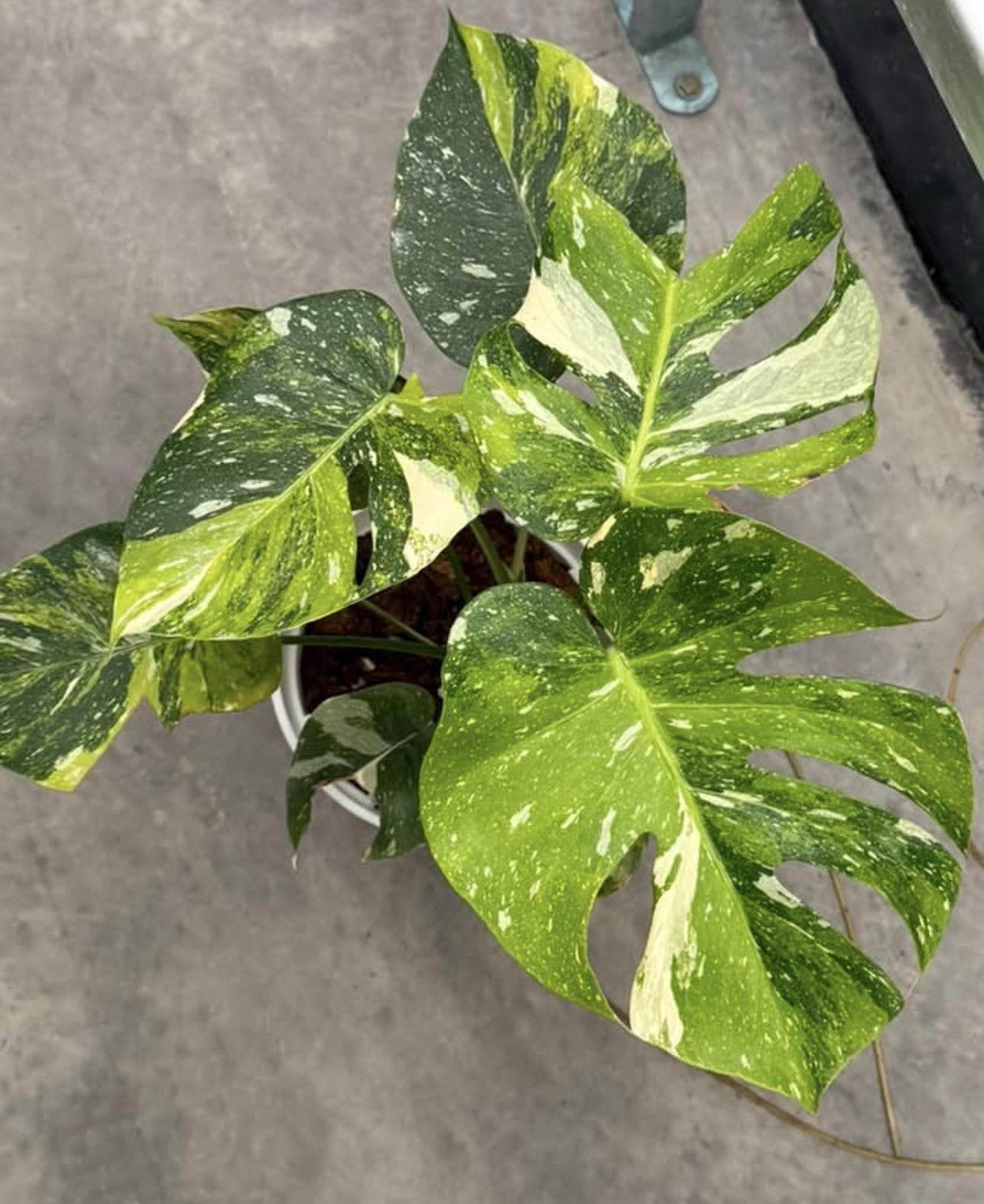 Monstera variegated 