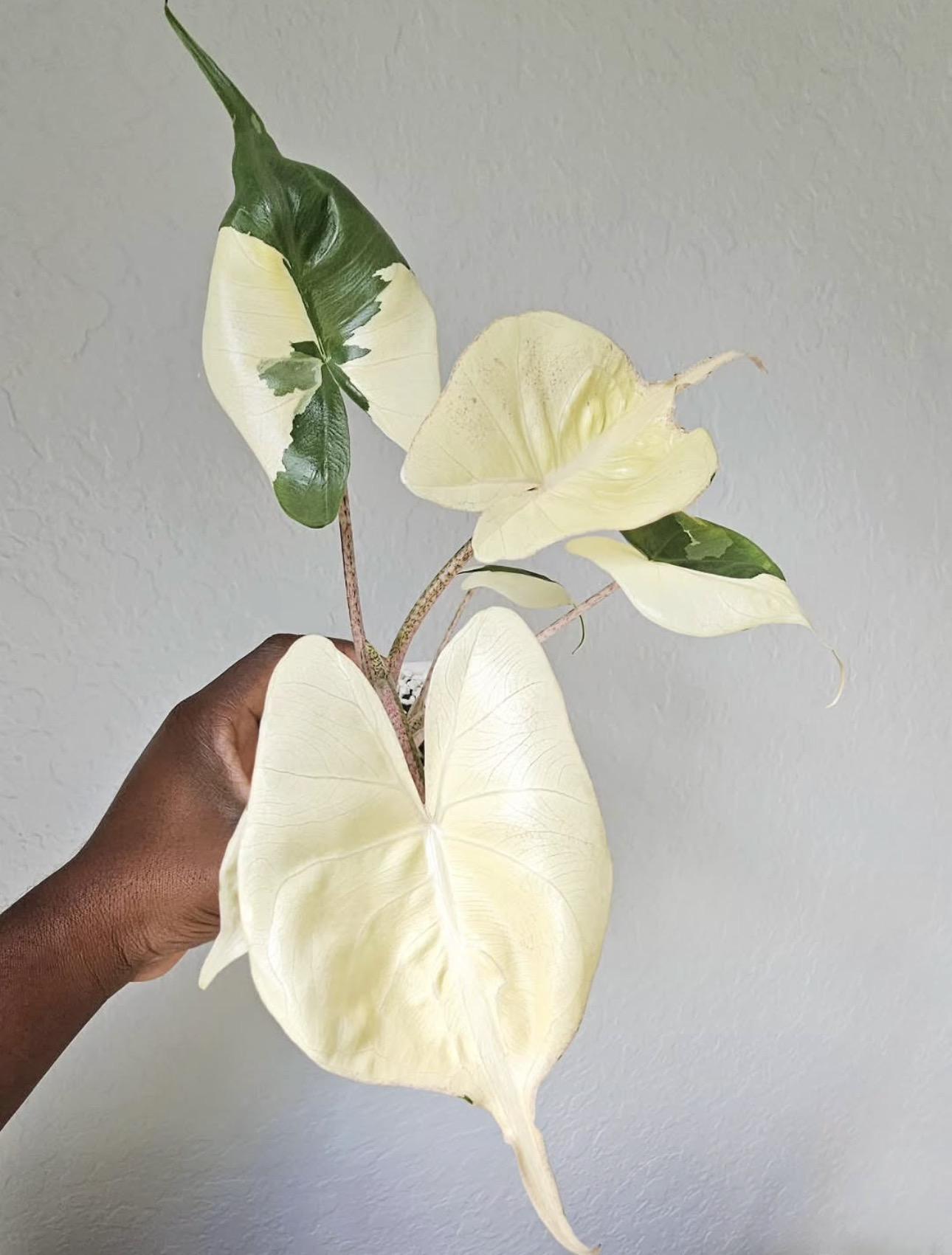 Alocasia Macrorrhizos 'Stingray' Albo