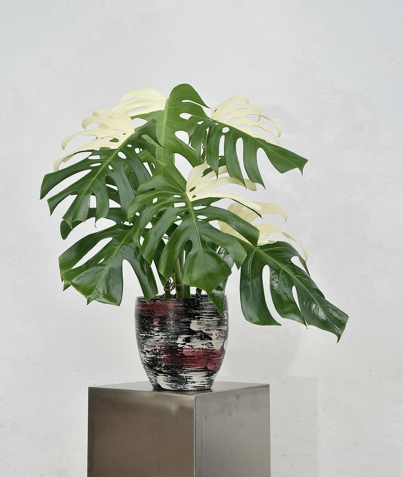Monstera albo variegated 