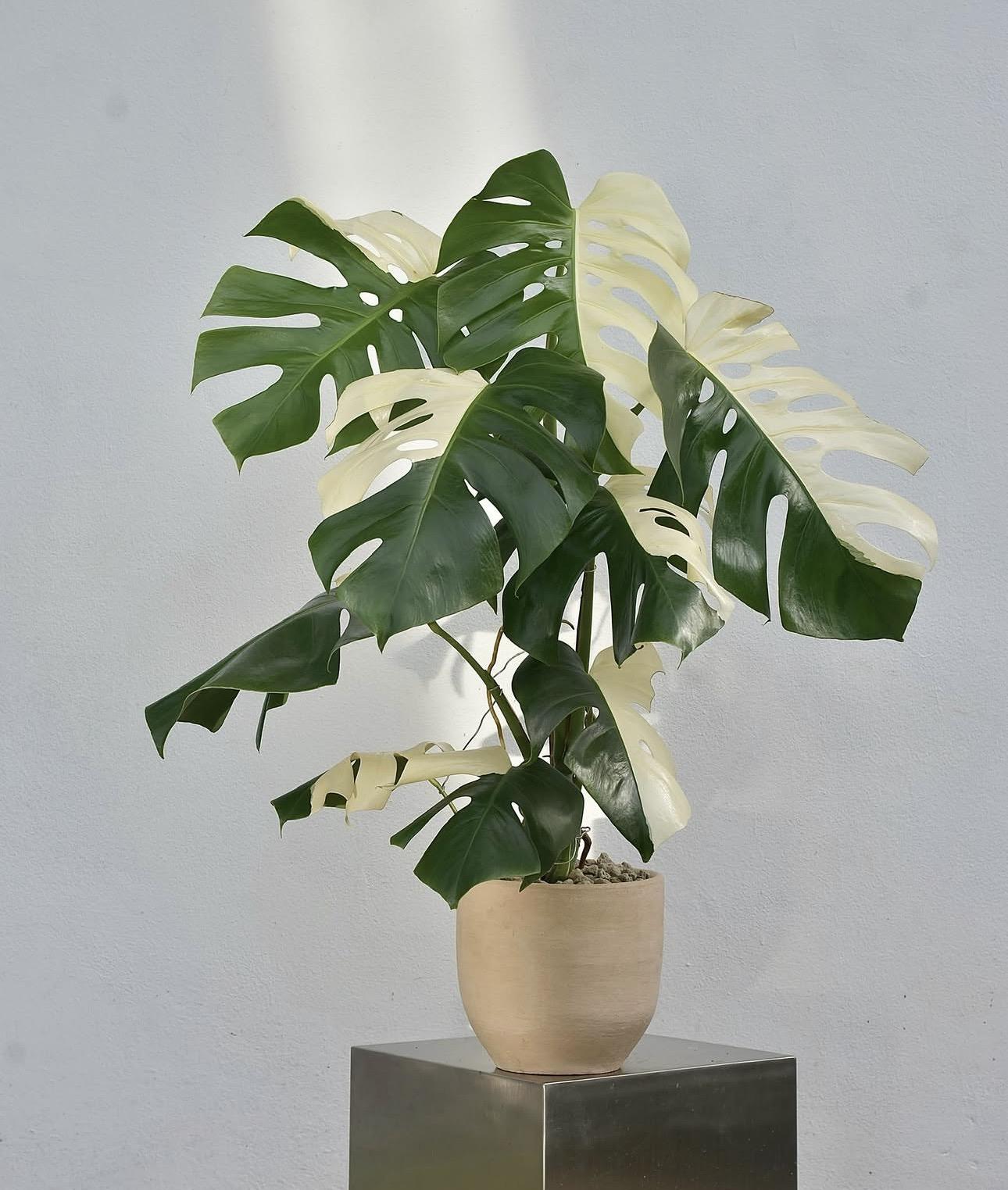 Monstera albo variegated 