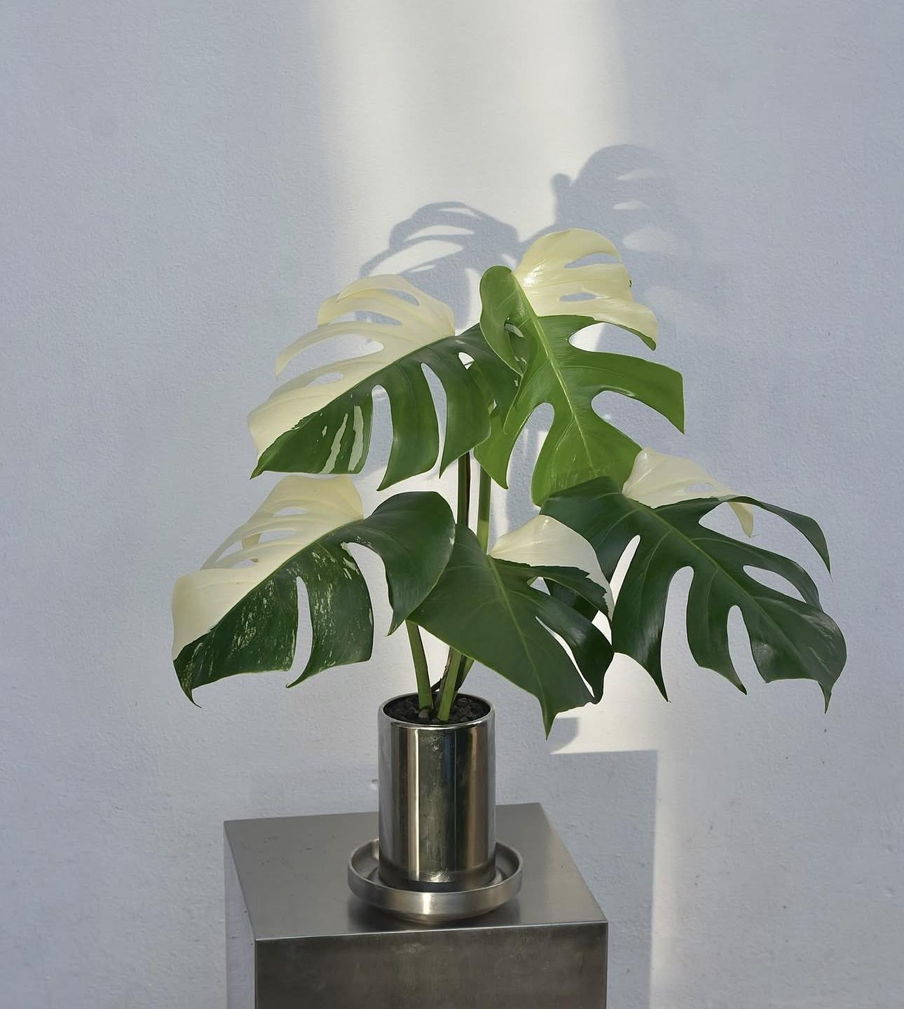 Monstera albo variegated 