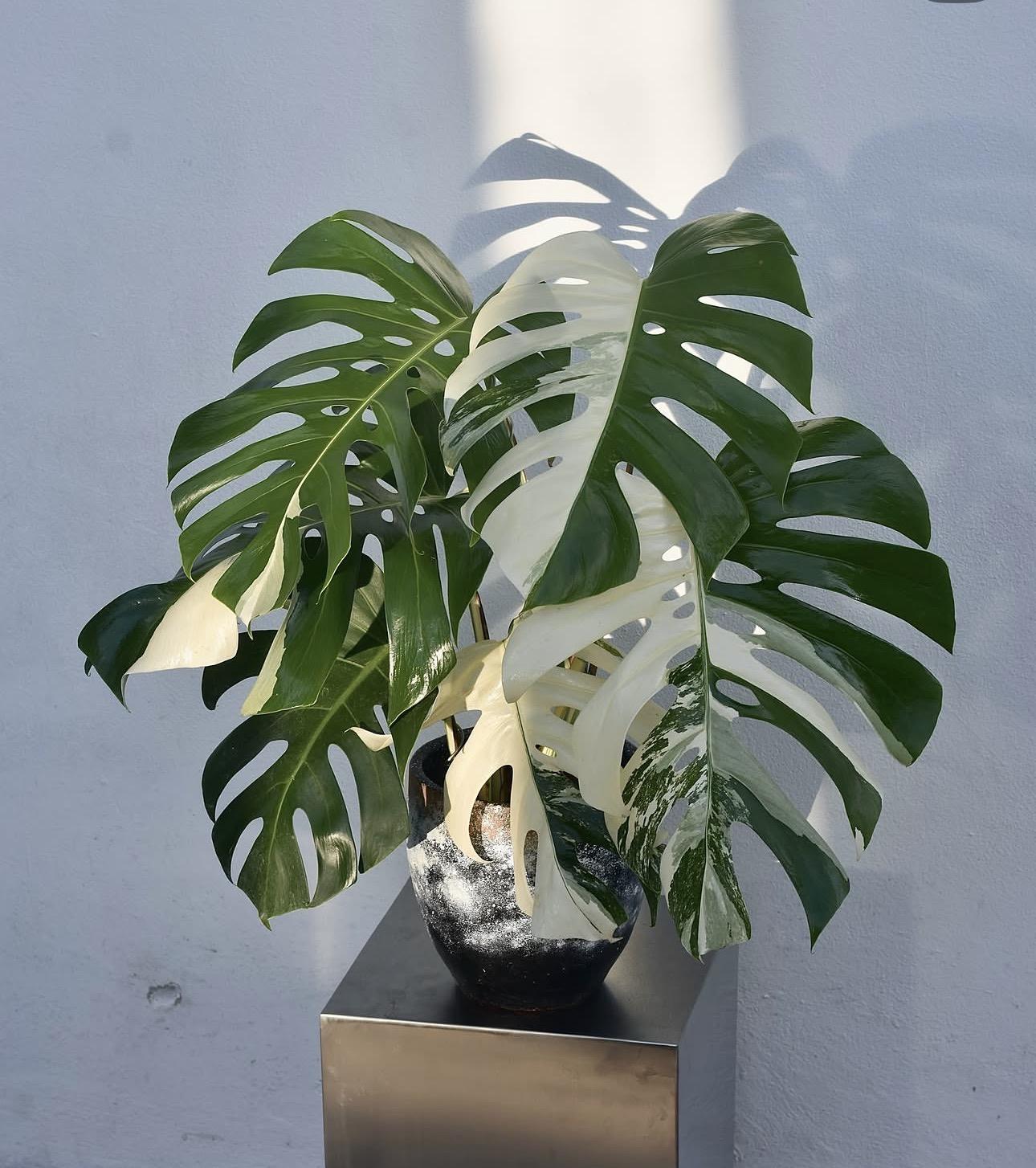 Monstera albo variegated 