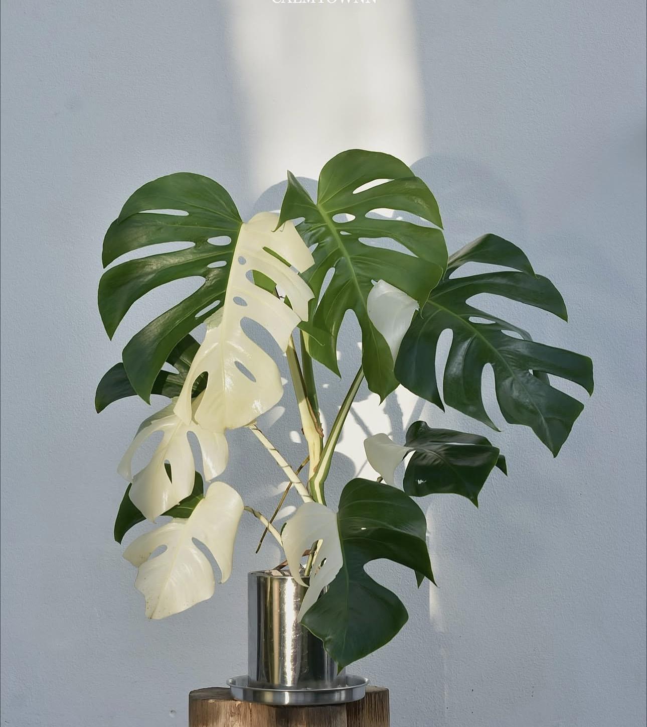Monstera albo variegated 