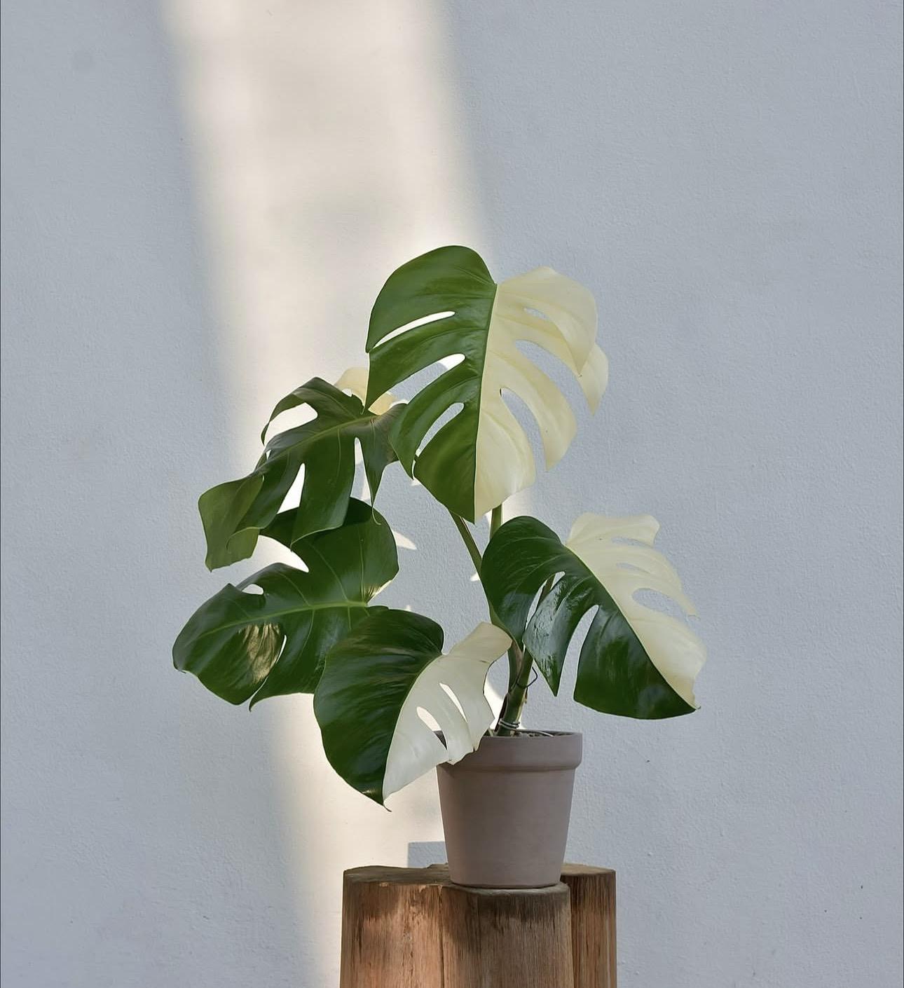 Monstera albo variegated 