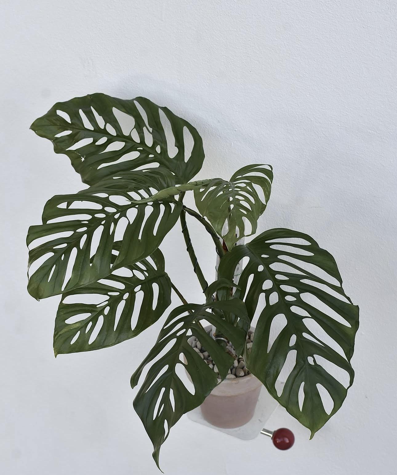  Monstera acuminata
