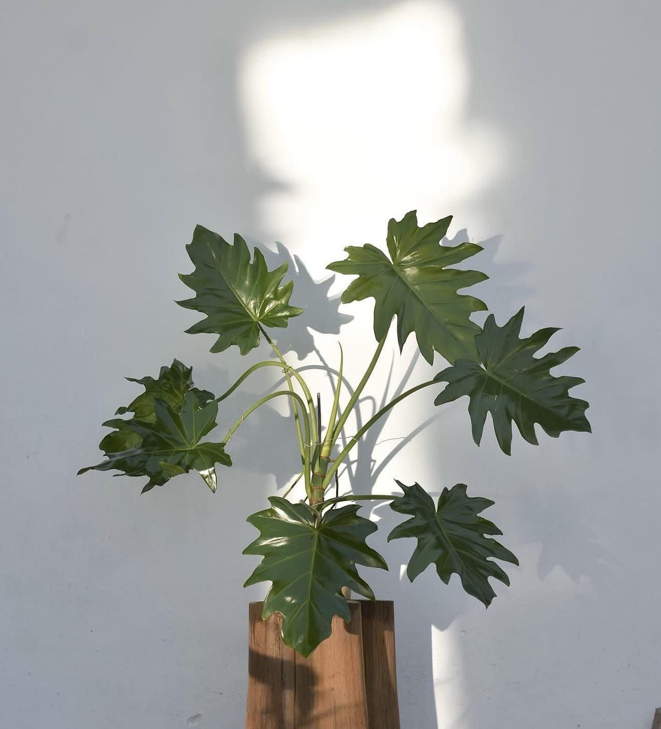 Philodendron lacerum