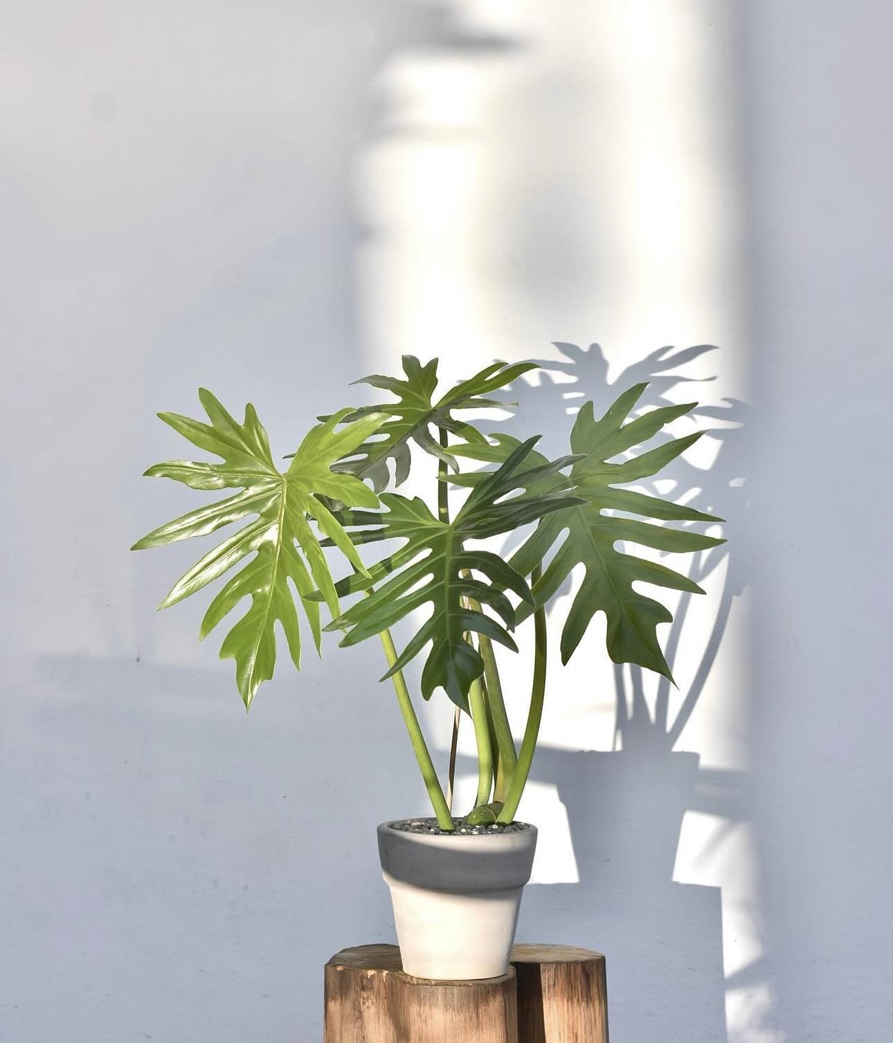 Philodendron radiatum