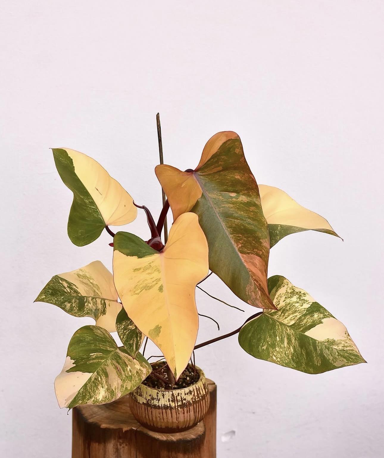 Philodendron strawberry shake
