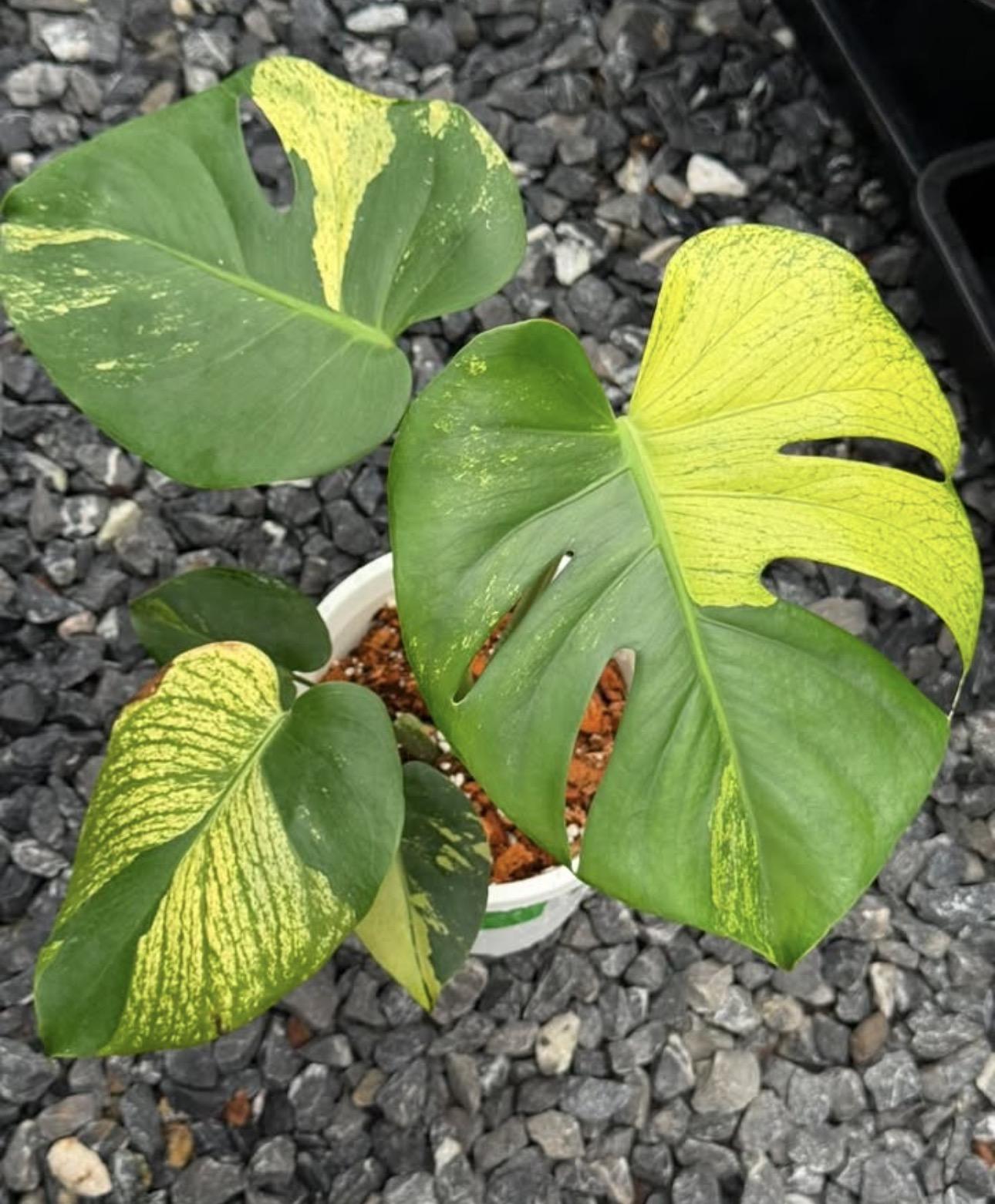 Monstera Golden Wing