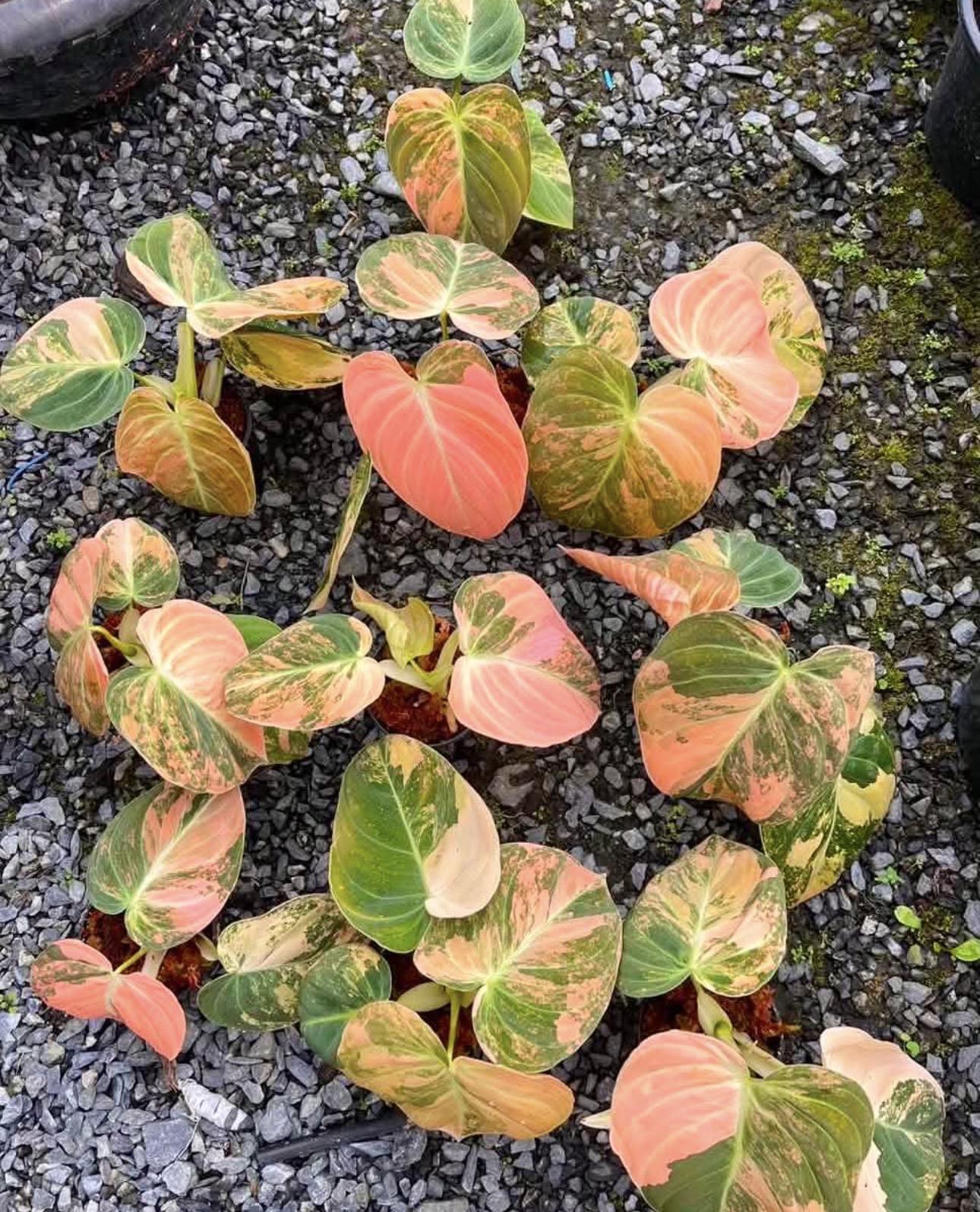 Philodendron melanochrysum