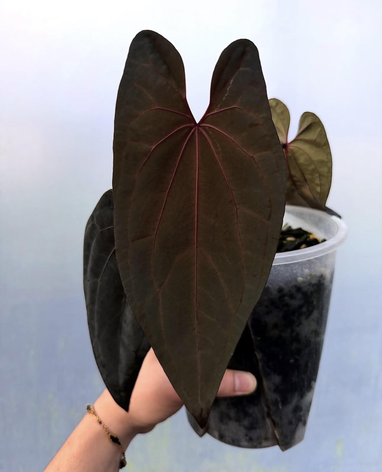 Anthurium Valaraukar
