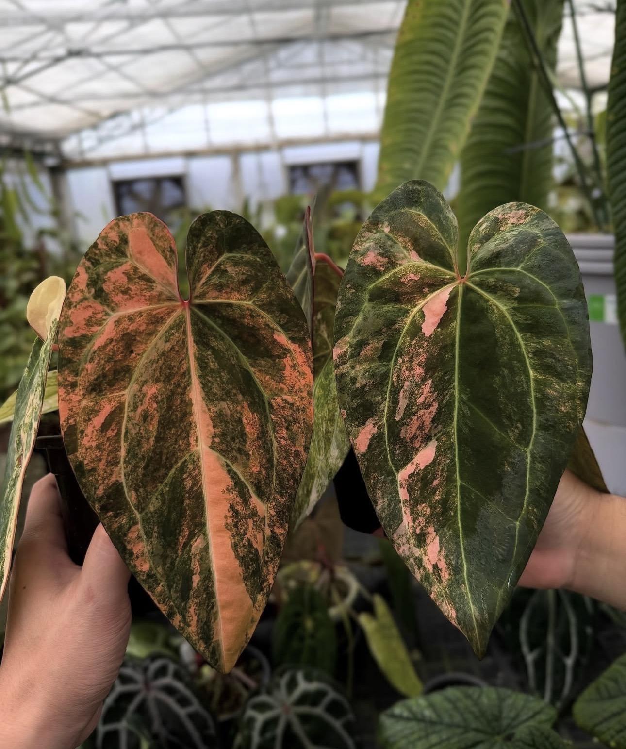 Anthurium black 