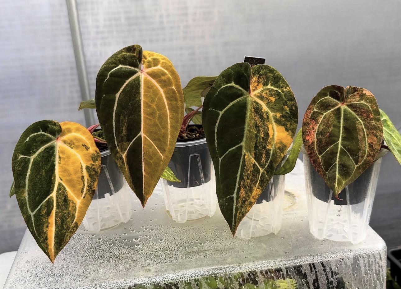 Anthurium 