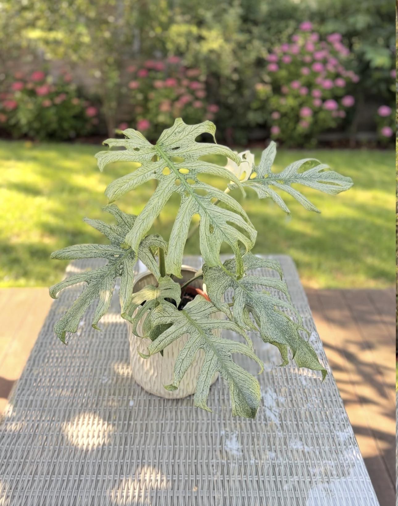 Monstera Deliciosa Silver Angel