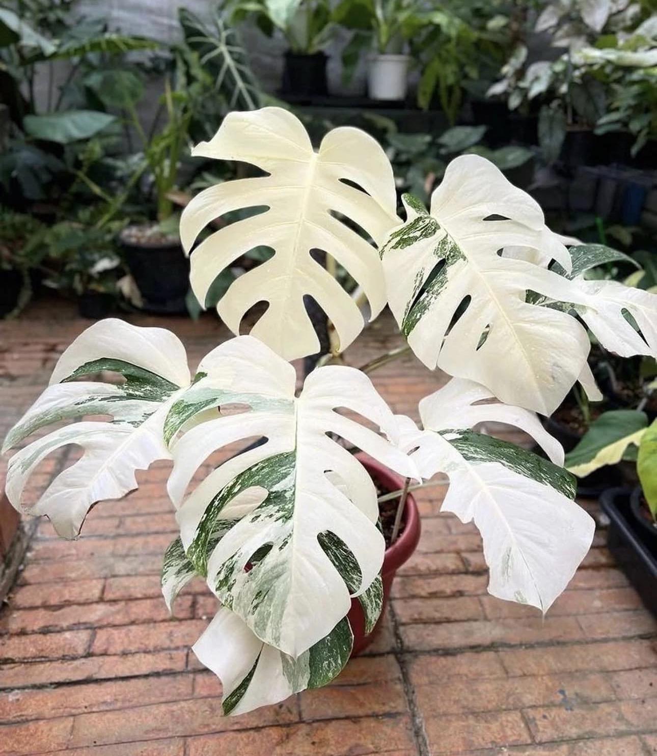 Variegated monstera 