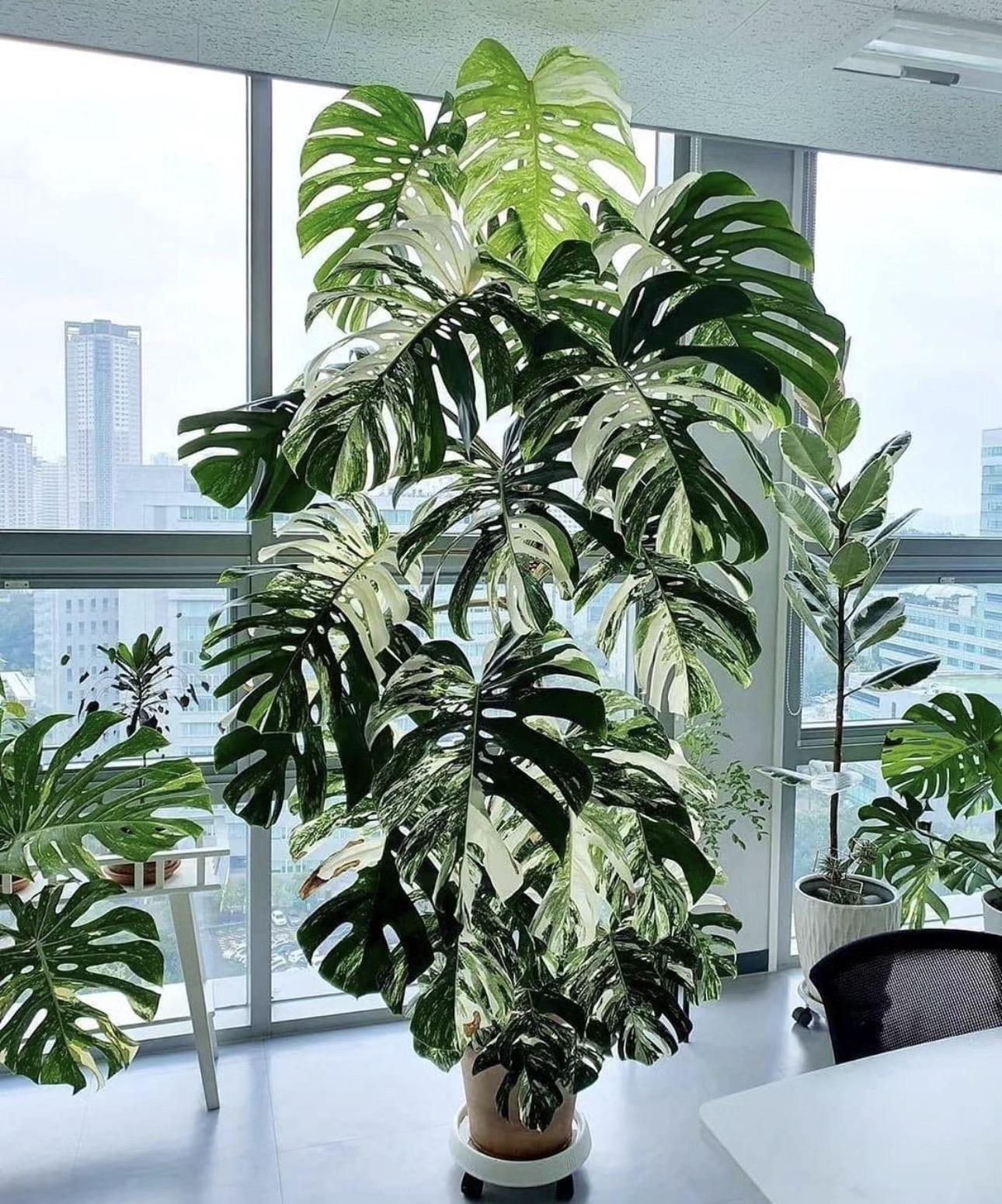 Monstera variegated mint 