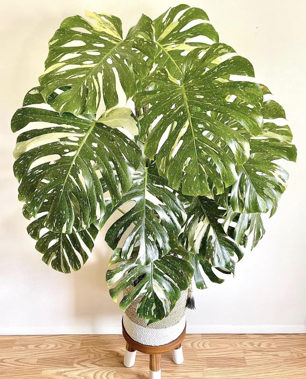 Monstera Thai 