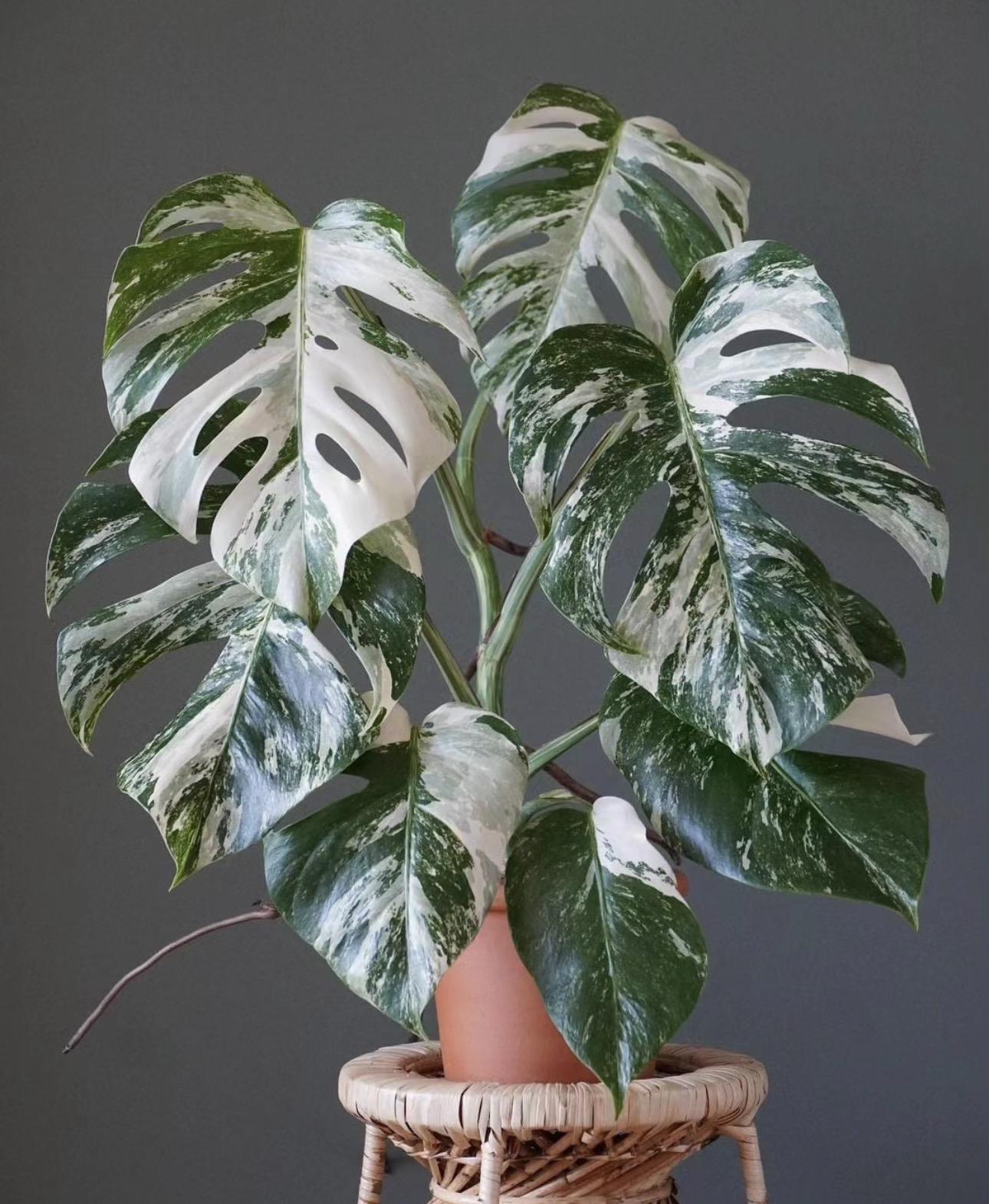 Monstera mint variegated 