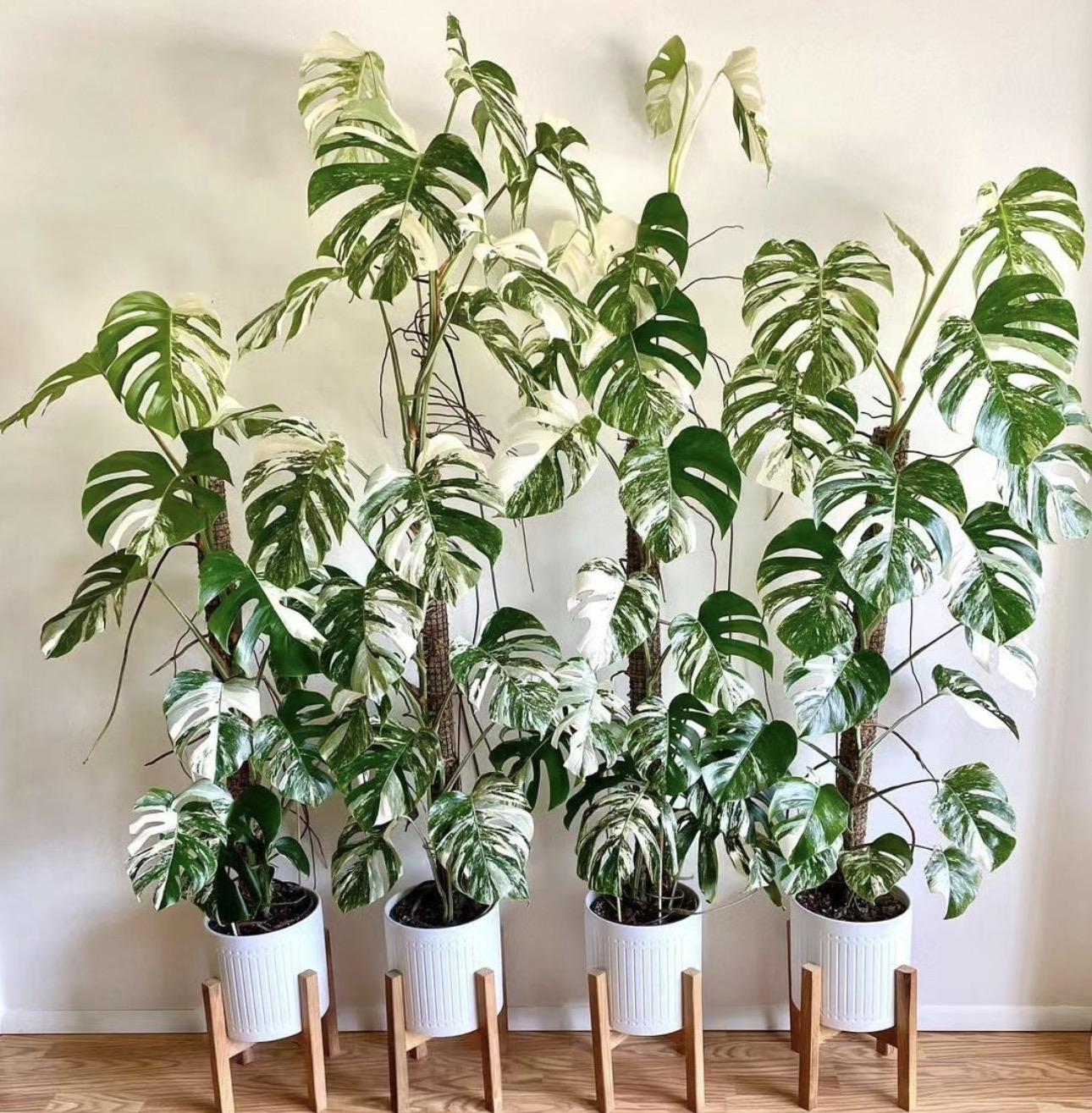Monstera variegated 