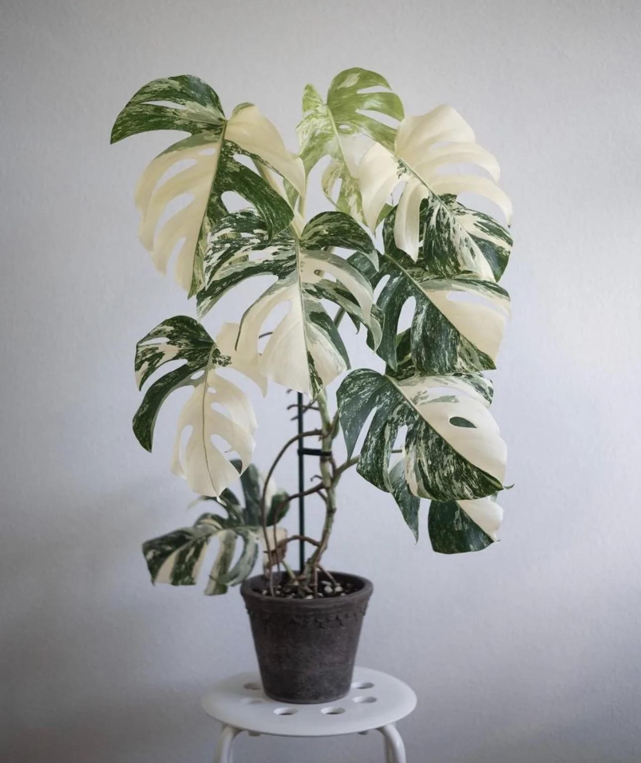 Variegated monstera 