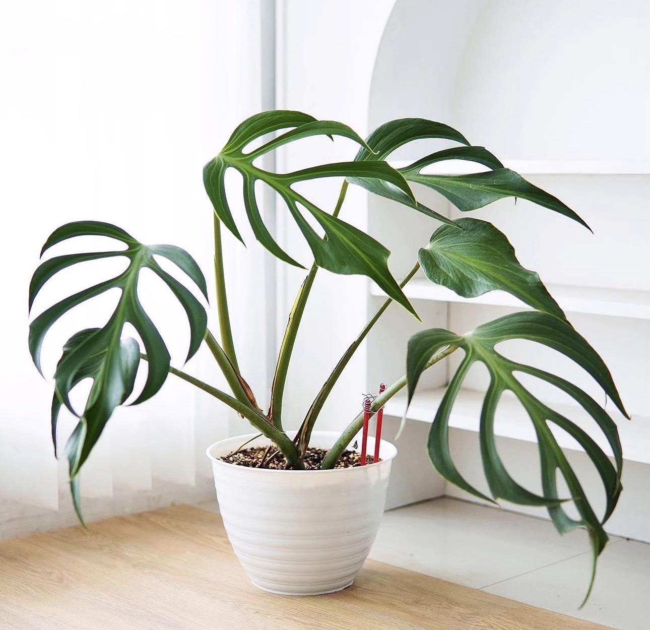 Monstera burle marx flame 