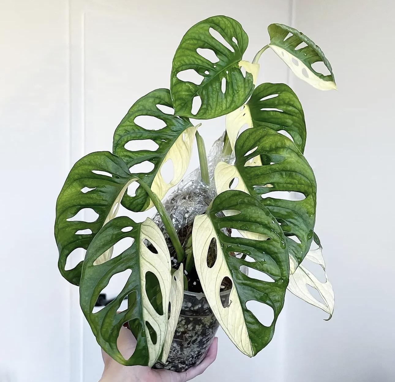 Monstera adanosii 