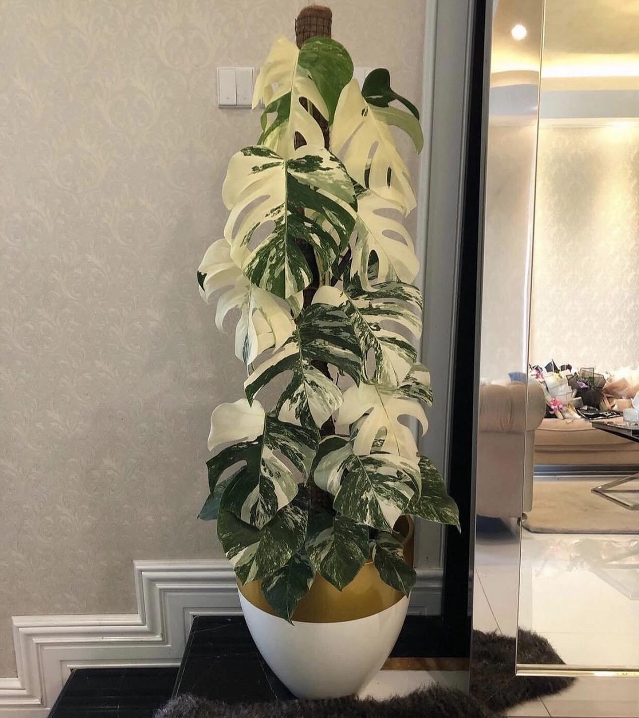 Monstera albo variegated 