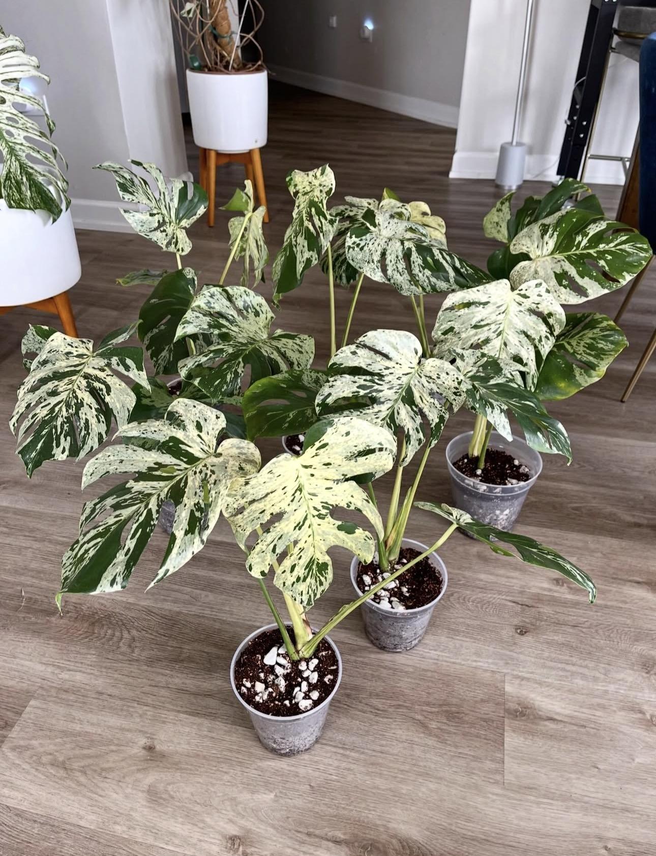 Monstera Bulbasaur 
