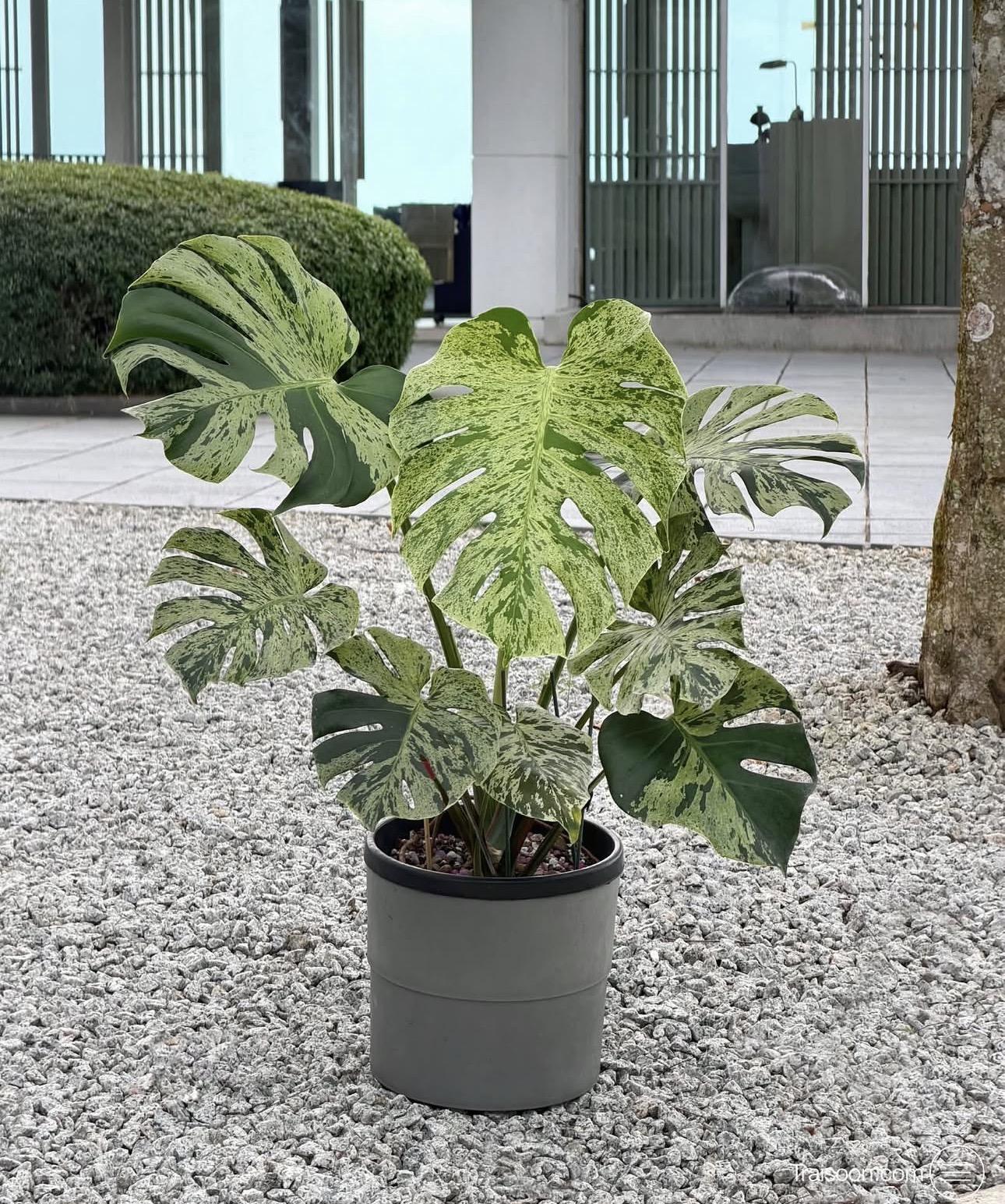 Available Monstera Bulbasaur 