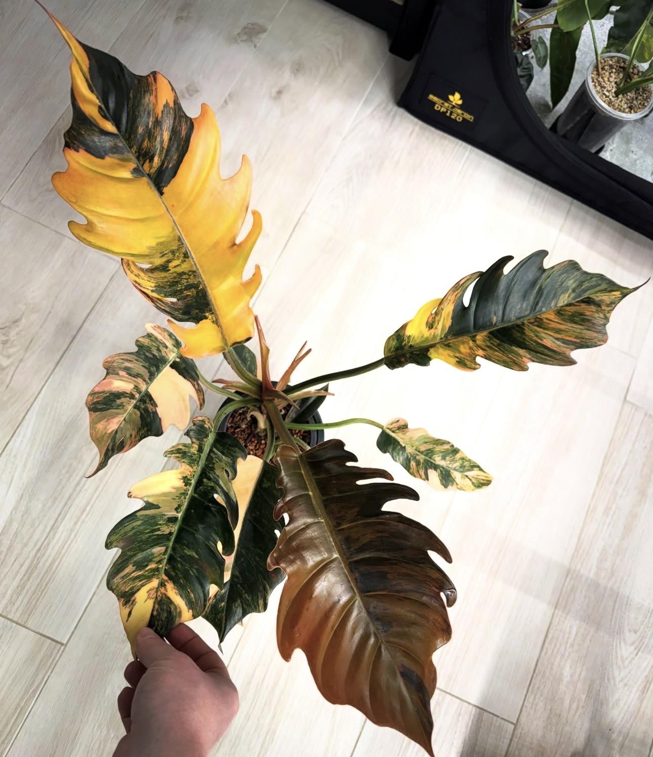 Caramel marble 