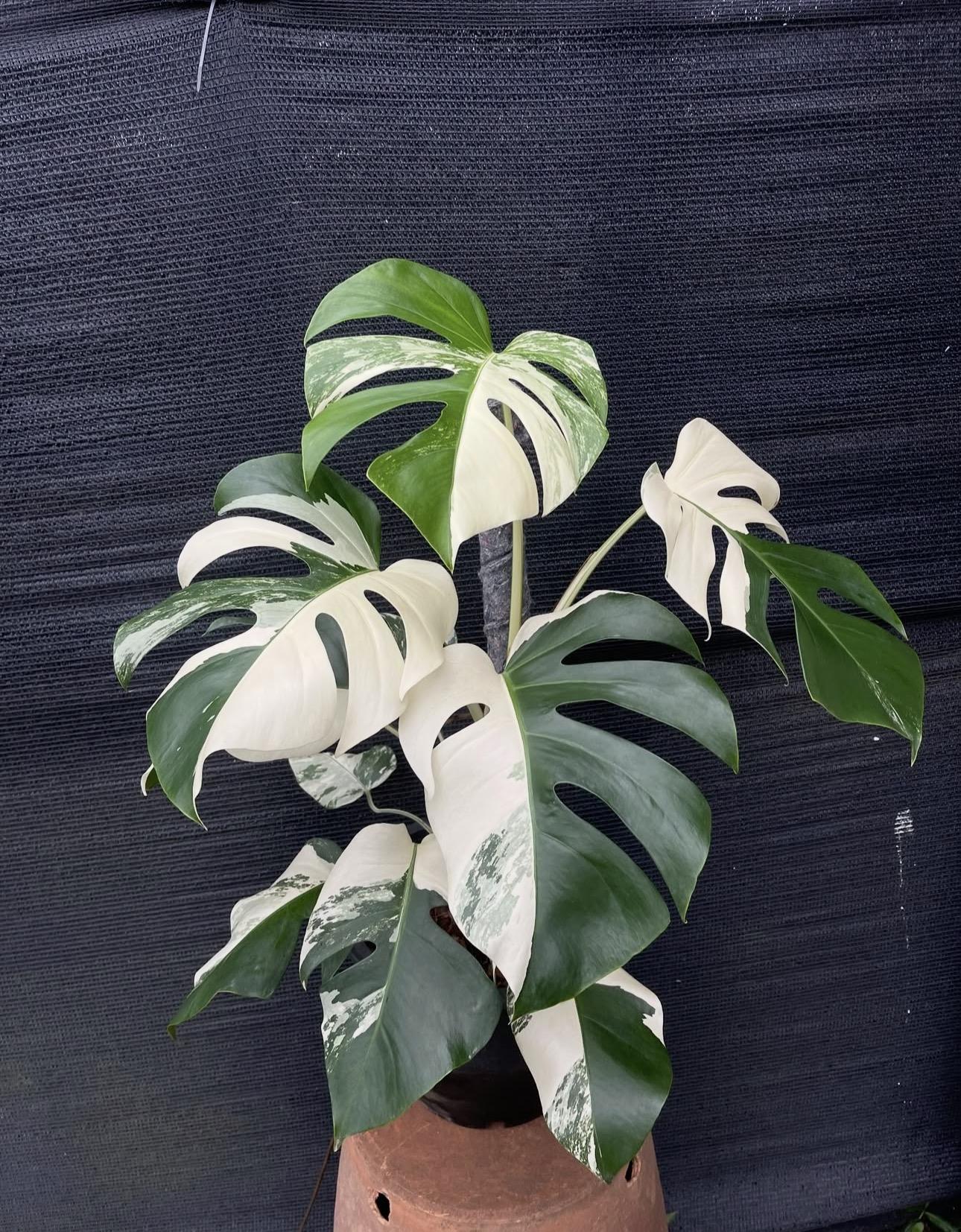 Monstera albo 