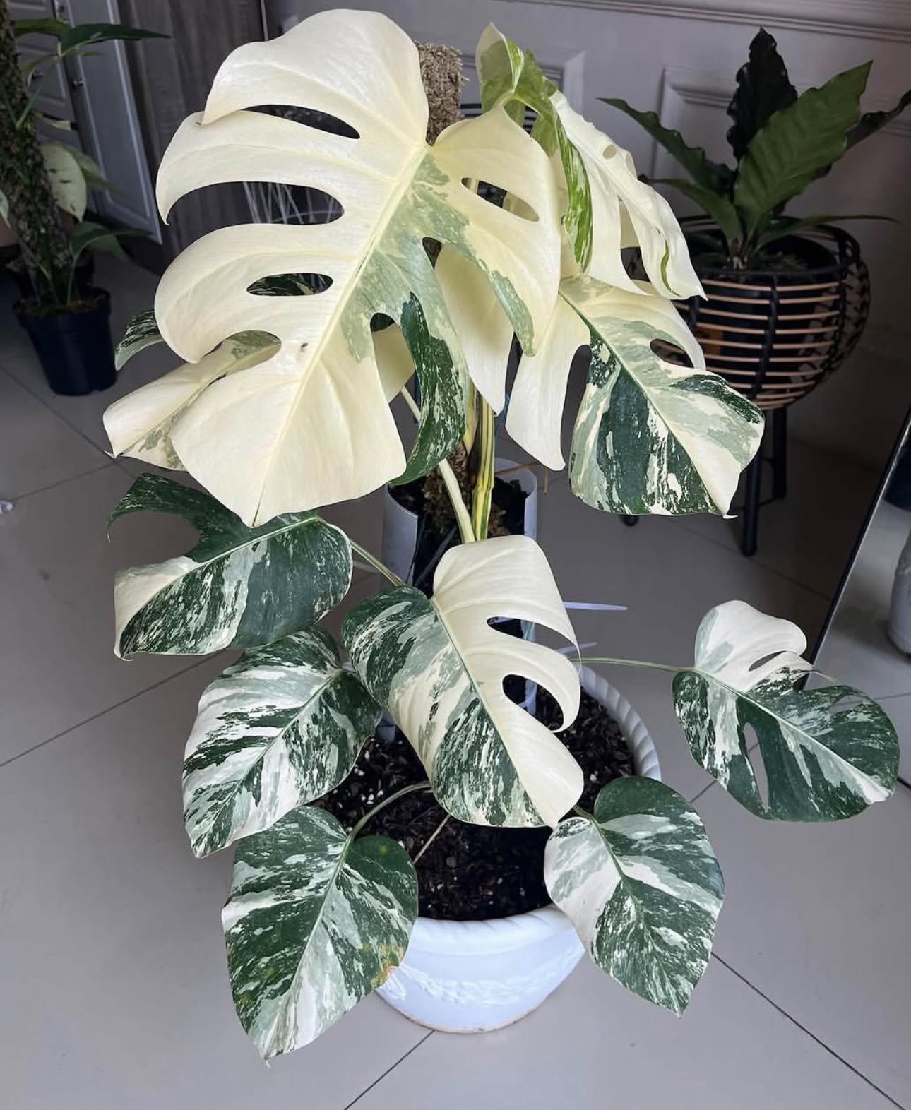 Variegated monstera 
