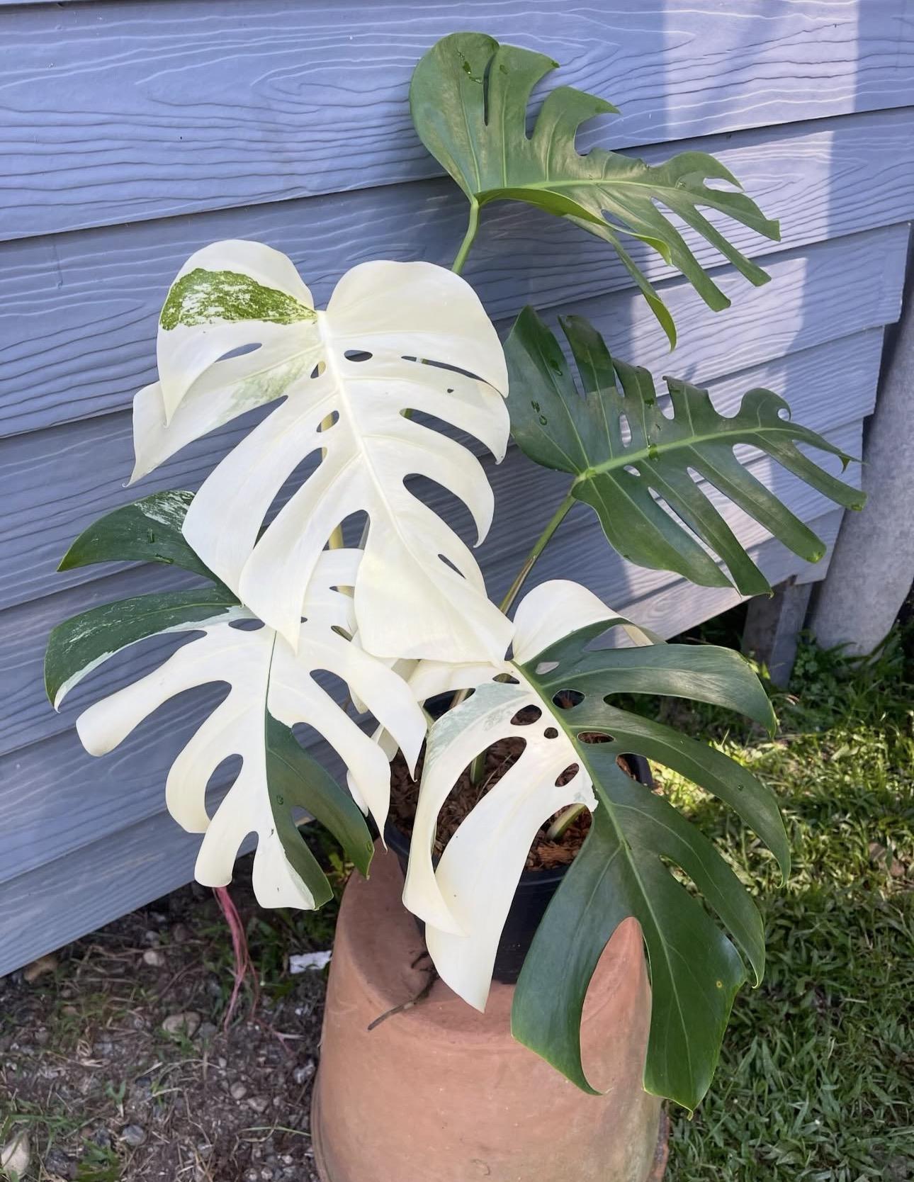 Monstera albo 