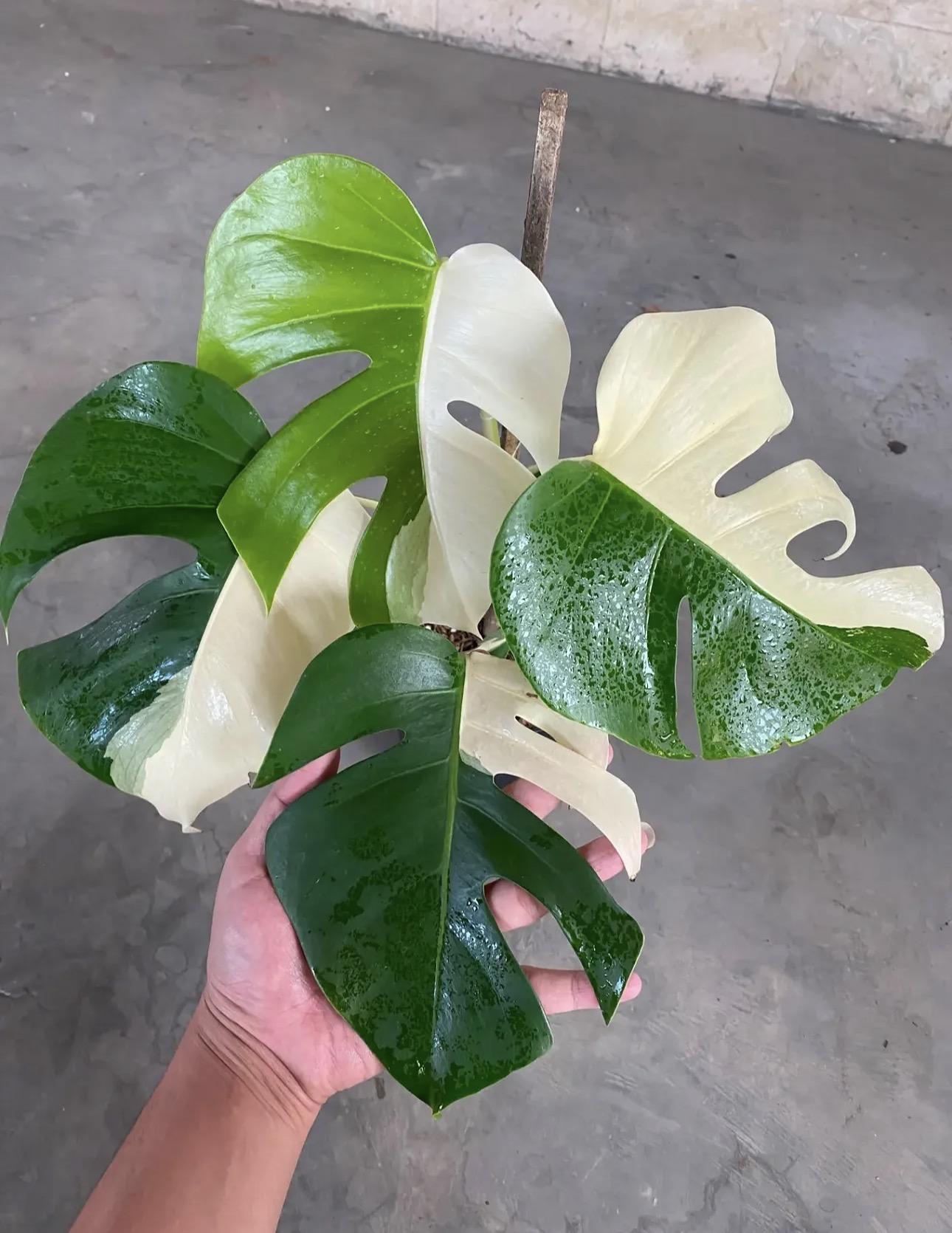 Monstera albo 