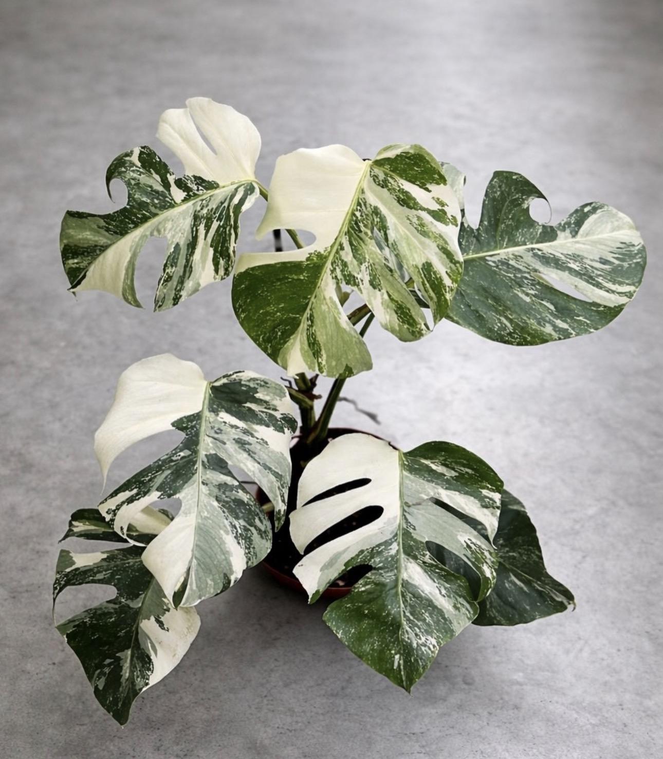 Monstera albo 