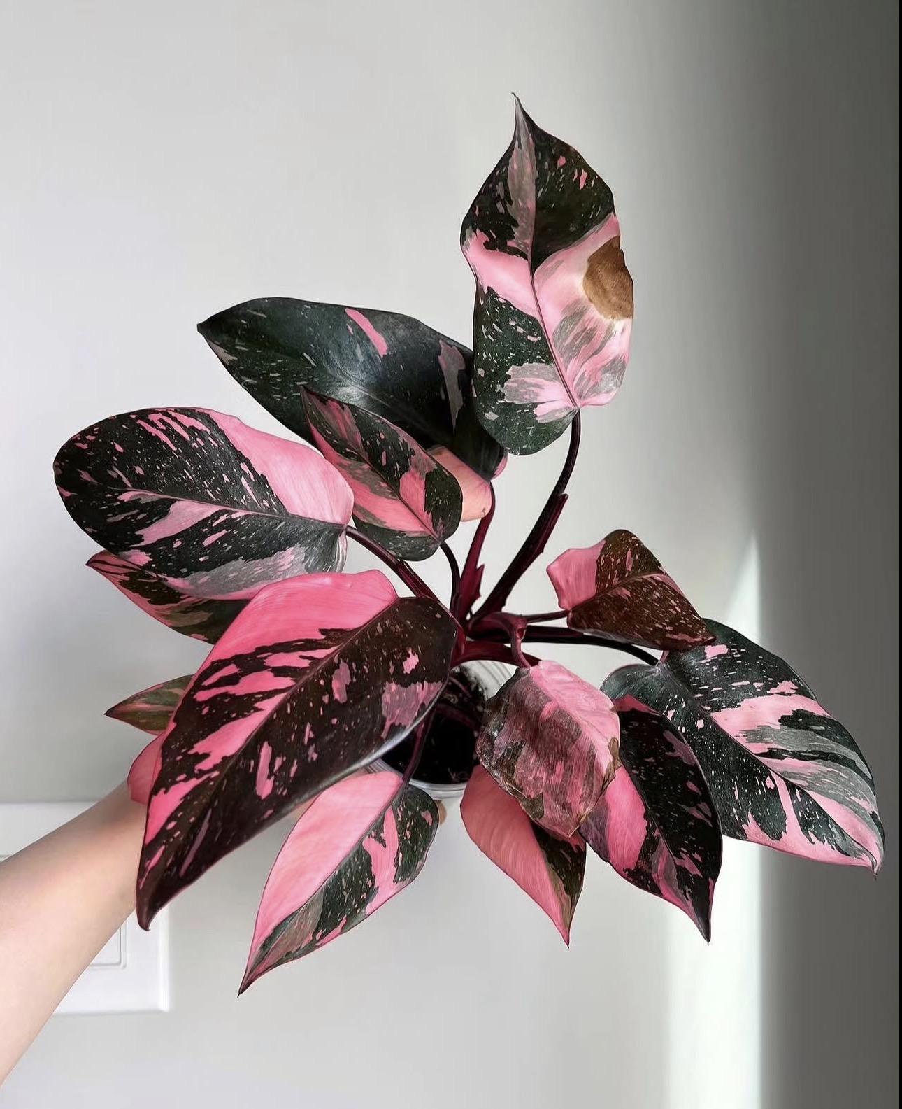 Pink princess 